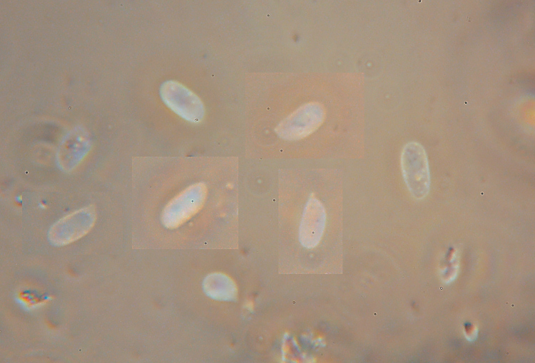 Phanerochaete avellanea  ?